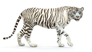 Animated White Tiger 3D Model Thumbnail