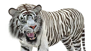 Animated White Tiger 3D Model Thumbnail
