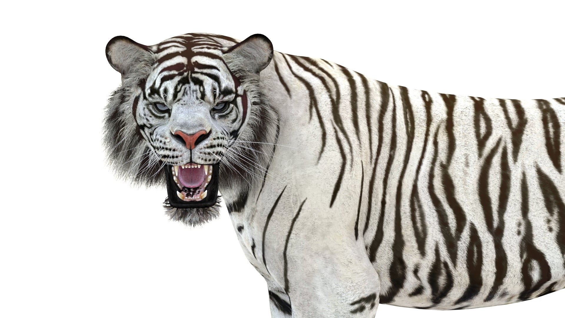 Animated White Tiger 3D Model