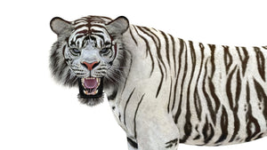 Animated White Tiger 3D Model Thumbnail