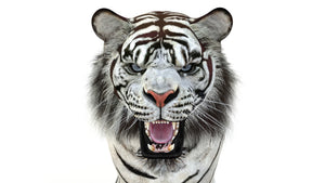 Animated White Tiger 3D Model Thumbnail