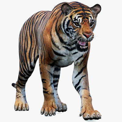Animated Sumatran Tiger 3D Model - Game-Ready