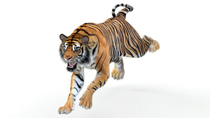 Animated Tiger 3D Model for Game Thumbnail