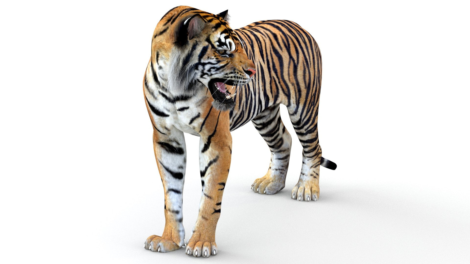 Animated Tiger 3D Model for Game
