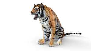 Animated Tiger 3D Model for VFX Thumbnail