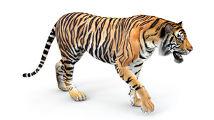 Animated Tiger 3D Model for Download Thumbnail