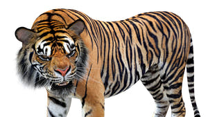 Animated Tiger 3D Model Close Up View Thumbnail