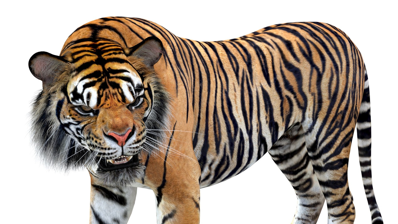 Animated Tiger 3D Model Close Up View