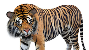 Animated Tiger 3D Model Close Up View Thumbnail