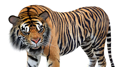 Big Cats Game-Ready 3D Model Bundle: Rigged and Animated