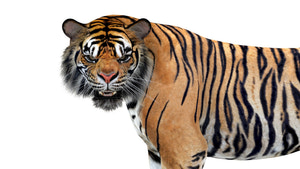 Animated Tiger 3D Model Close Up View Thumbnail