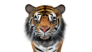 Animated Sumatran Tiger 3D Model Close Up View Thumbnail
