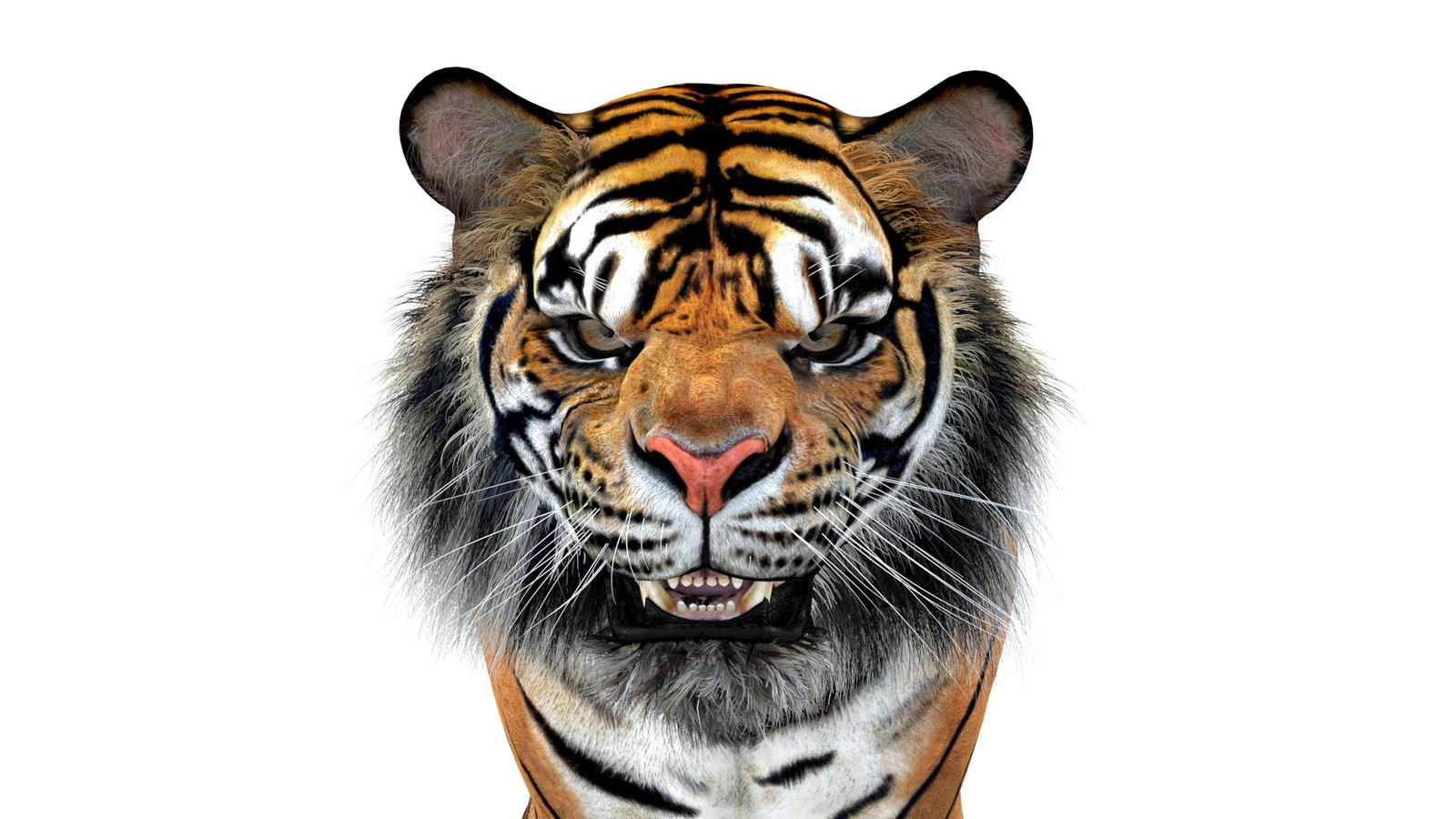 Animated Sumatran Tiger 3D Model Close Up View