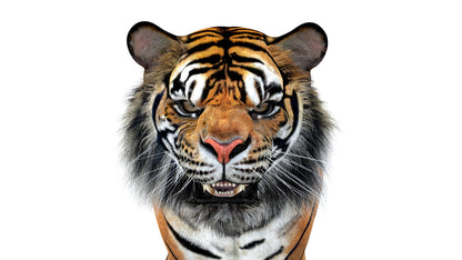 Big Cats Game-Ready 3D Model Bundle: Rigged and Animated