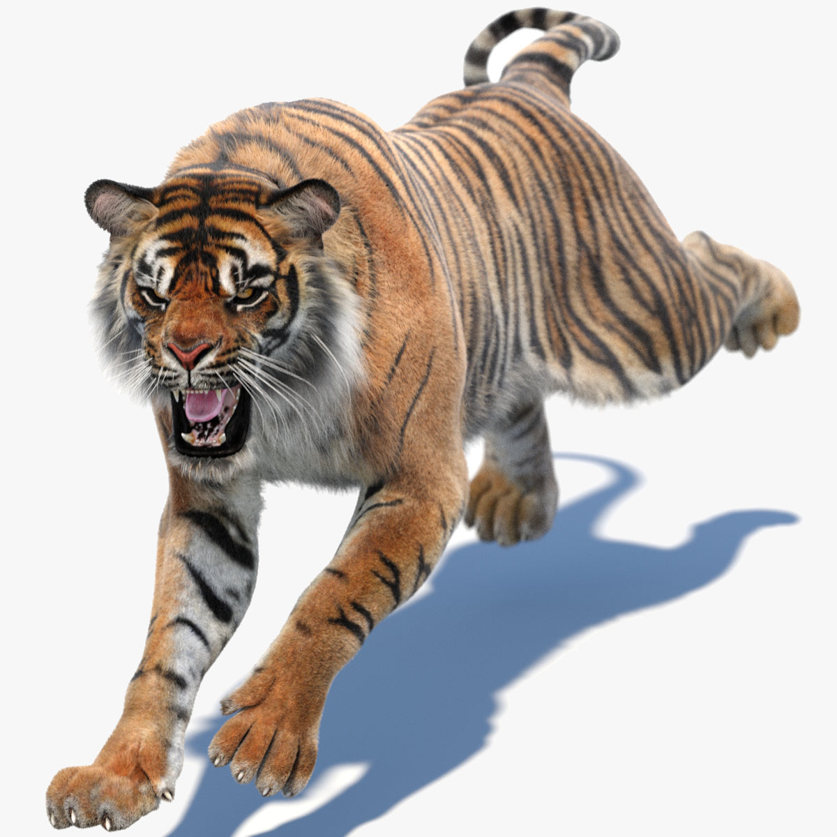Animated Tiger 3D Model with Fur