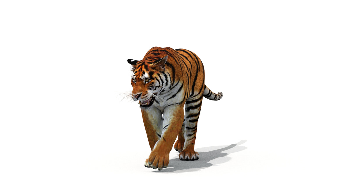 Tiger 3D Model Animated - 360 Degree View