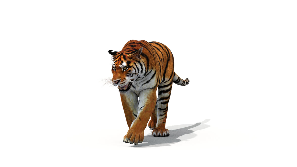 Big Cats 3D Model Animated - 360 Degree View