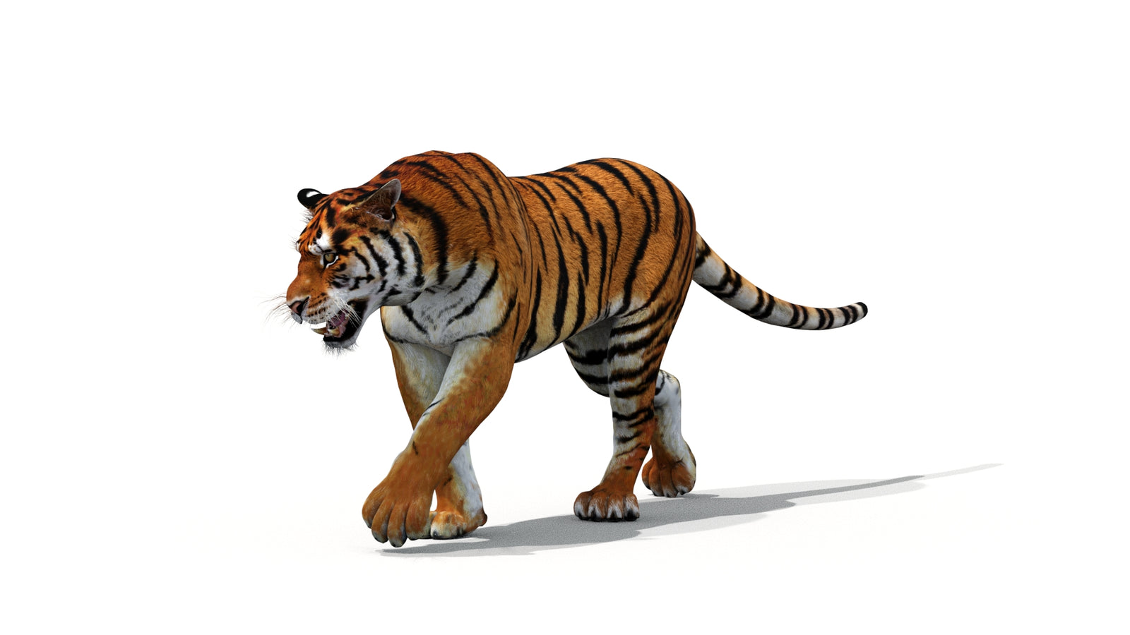 Tiger 3D Model Animated 360° view 1 frame 3