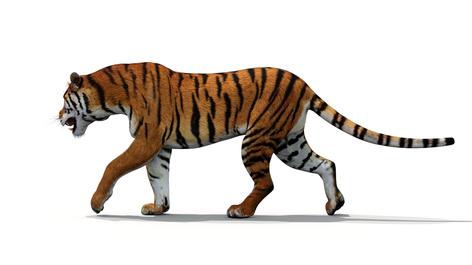 Tiger 3D Model Animated 360° view 1 frame 9