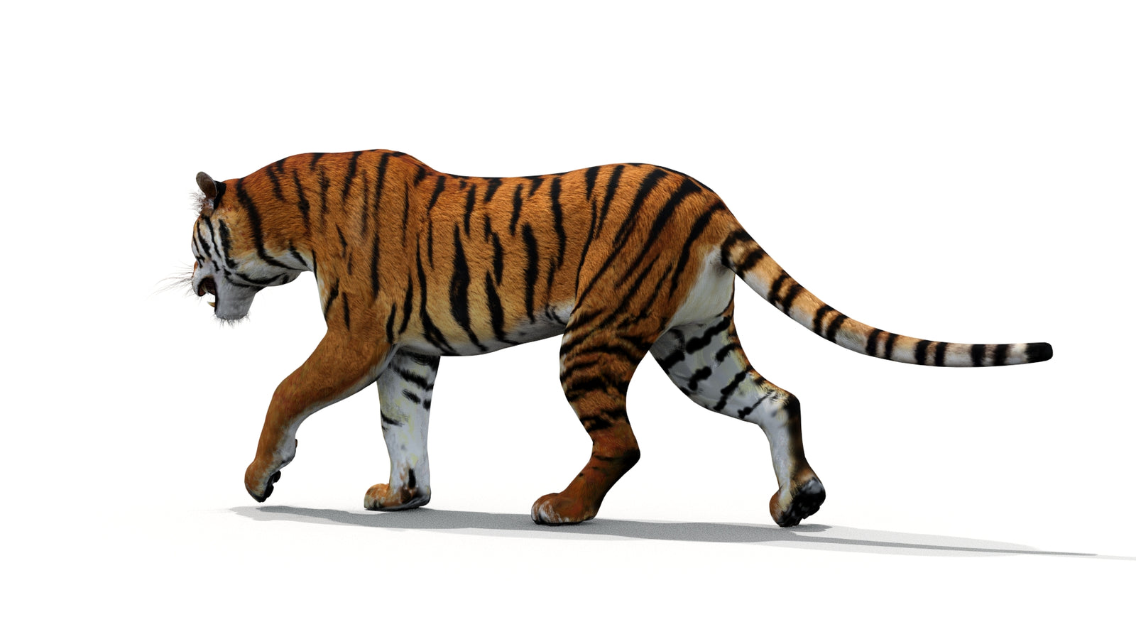 Tiger 3D Model Animated 360° view 1 frame 11