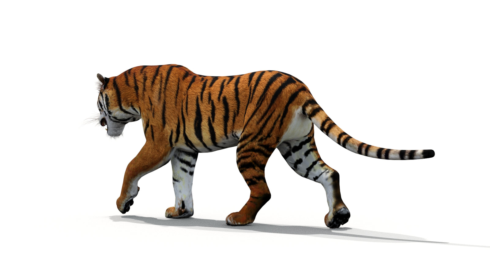 Tiger 3D Model Animated 360° view 1 frame 12