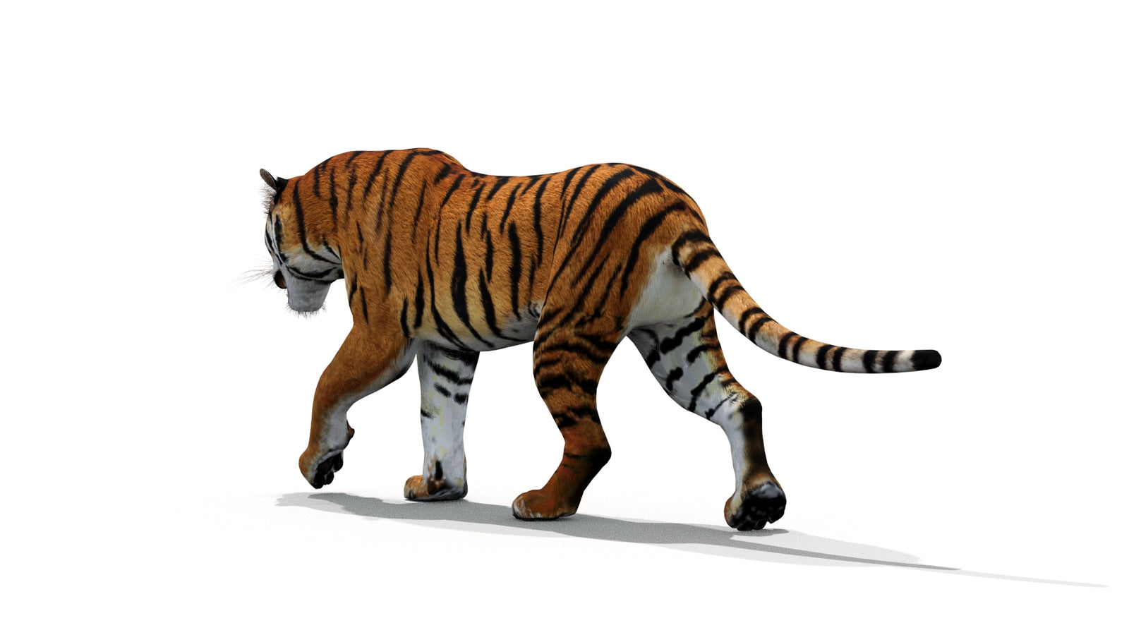 Tiger 3D Model Animated 360° view 1 frame 13
