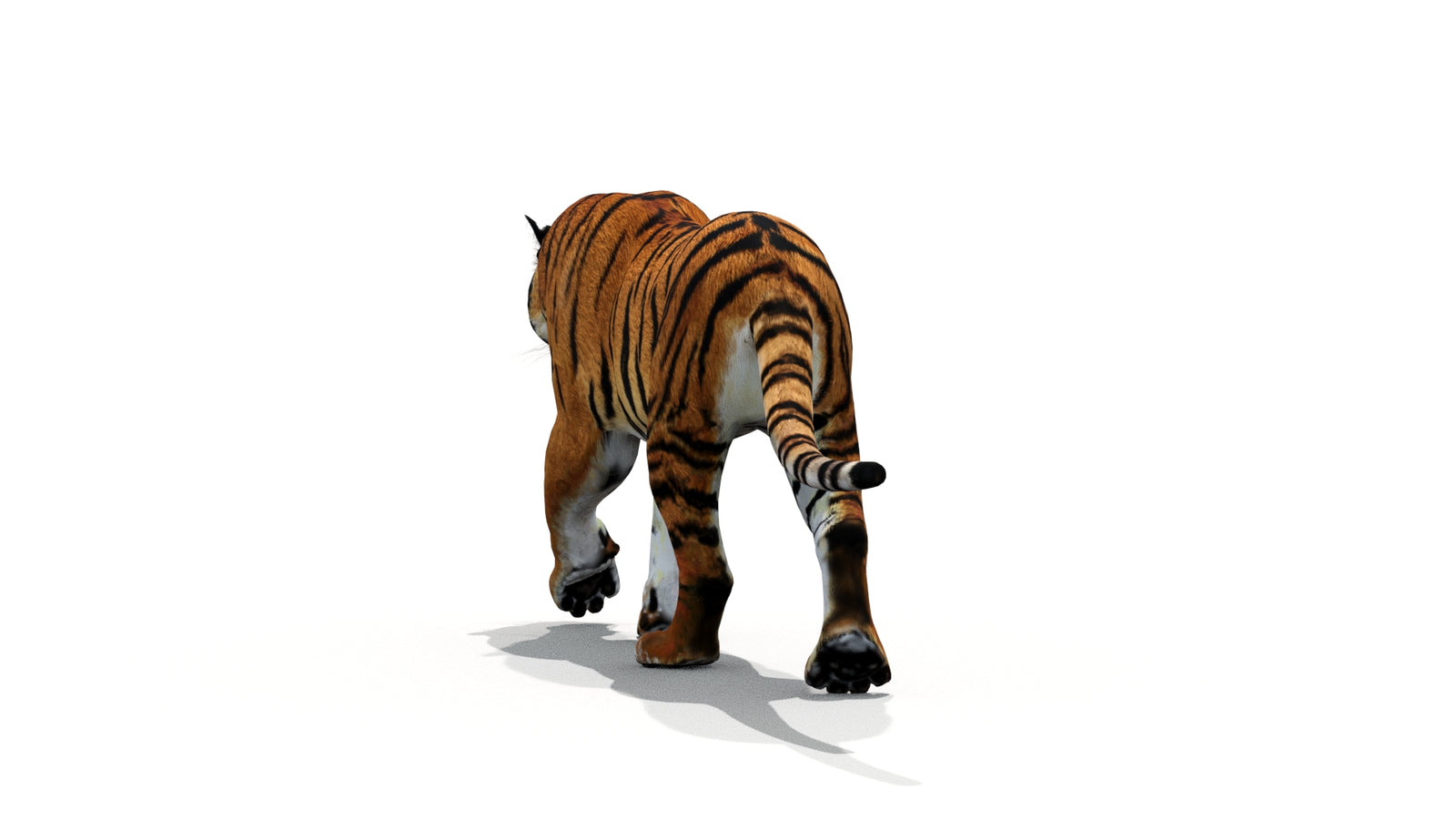 Tiger 3D Model Animated 360° view 1 frame 16