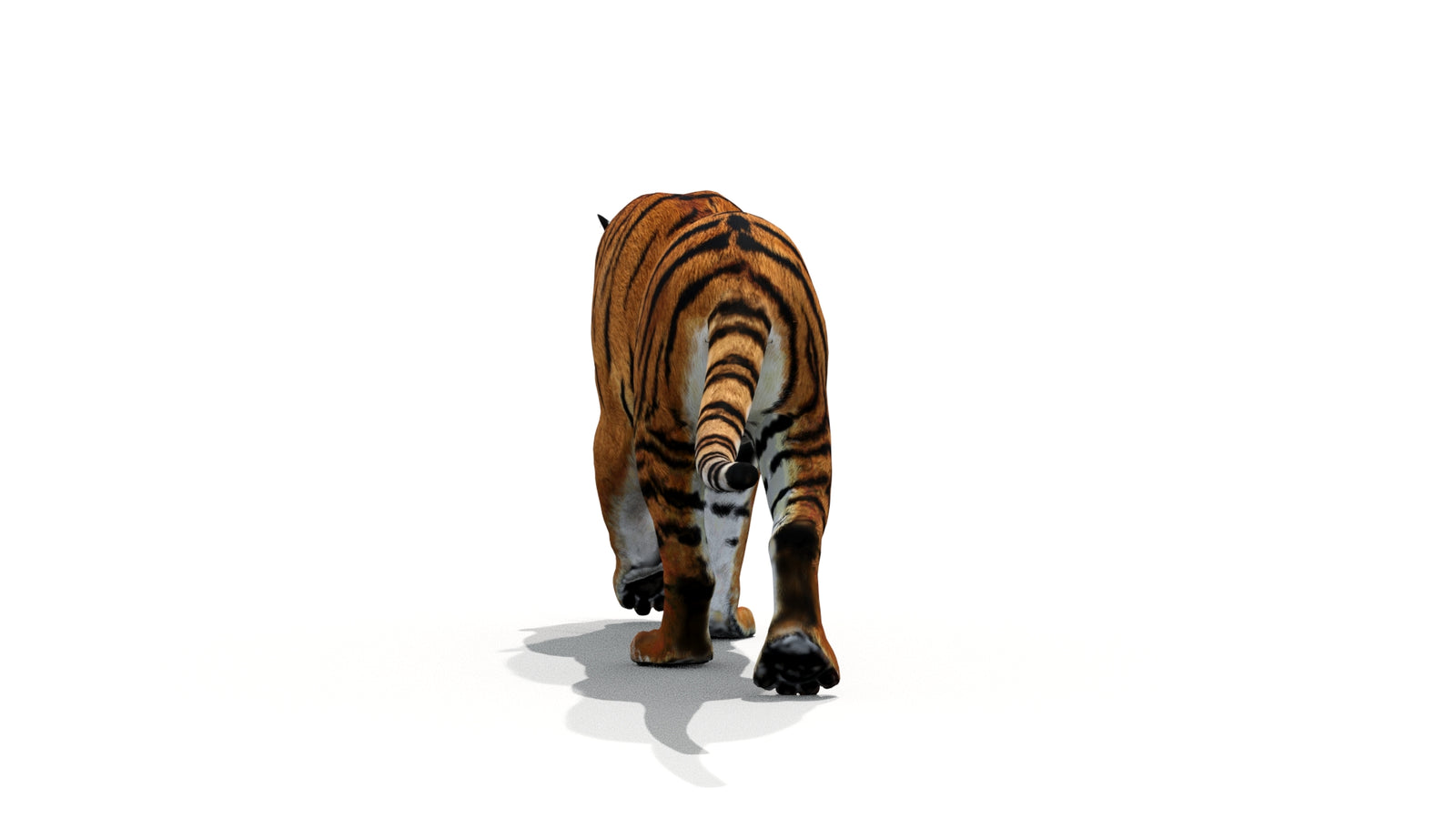 Tiger 3D Model Animated 360° view 1 frame 17