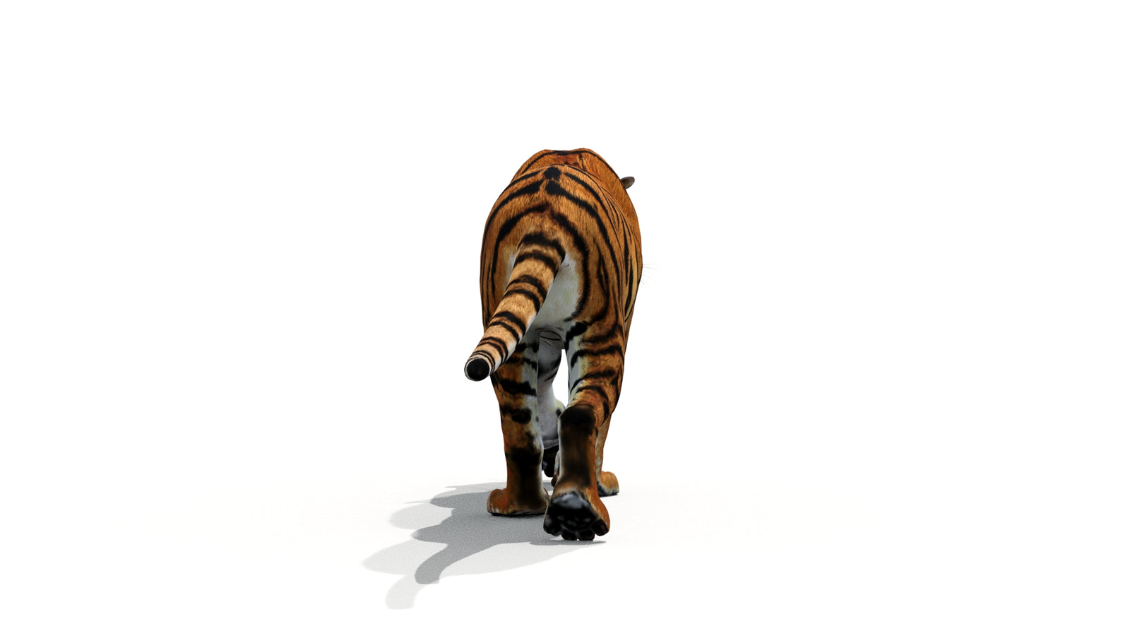 Tiger 3D Model Animated 360° view 1 frame 18