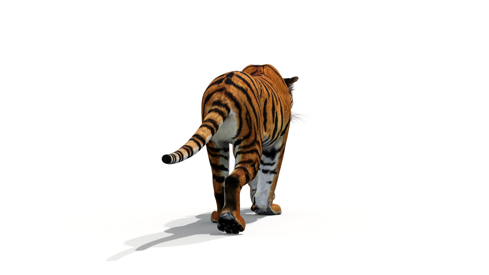 Tiger 3D Model Animated 360° view 1 frame 19