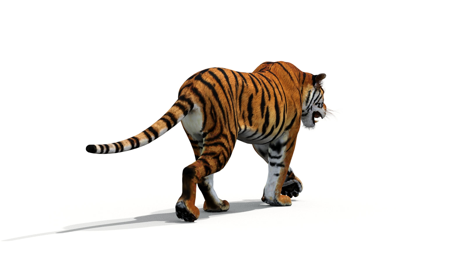 Tiger 3D Model Animated 360° view 1 frame 21