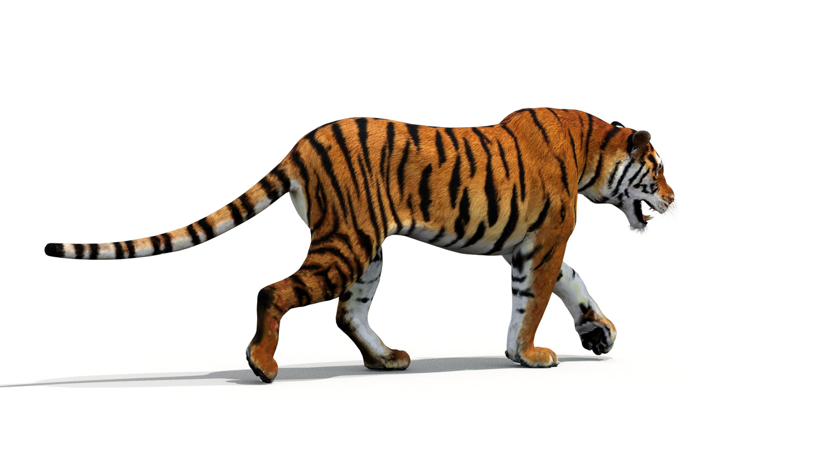 Tiger 3D Model Animated 360° view 1 frame 24