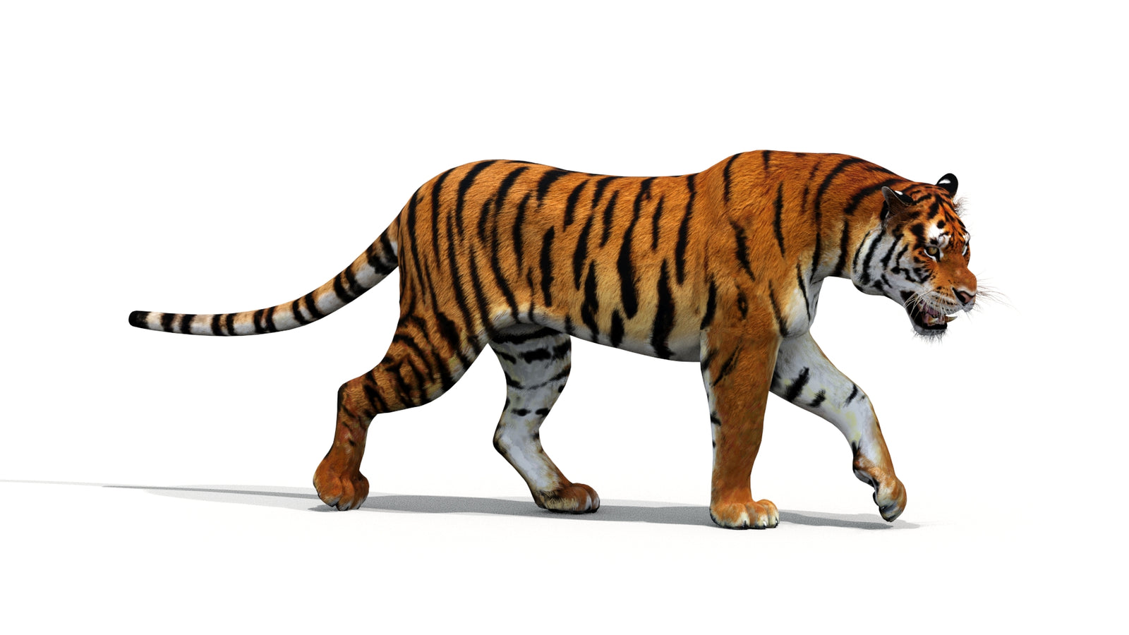 Tiger 3D Model Animated 360° view 1 frame 29