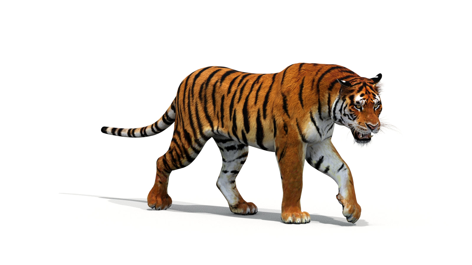 Tiger 3D Model Animated 360° view 1 frame 31