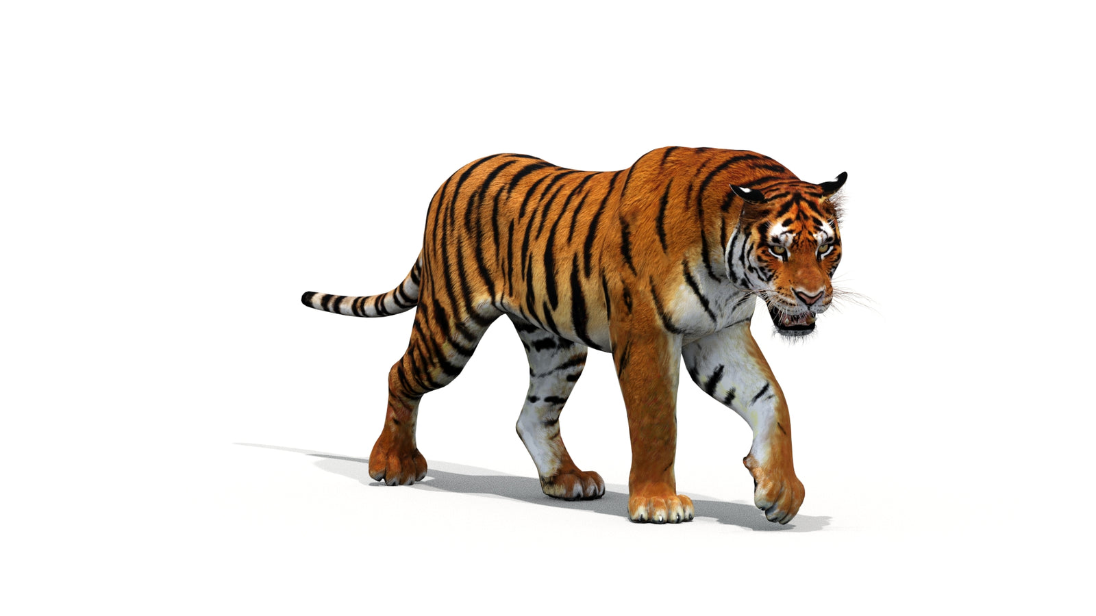 Tiger 3D Model Animated 360° view 1 frame 32