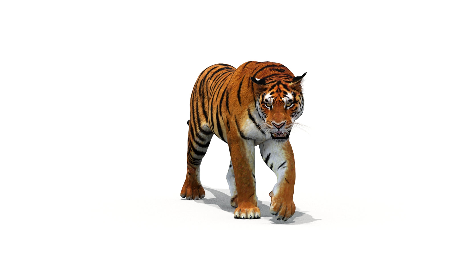 Tiger 3D Model Animated 360° view 1 frame 34