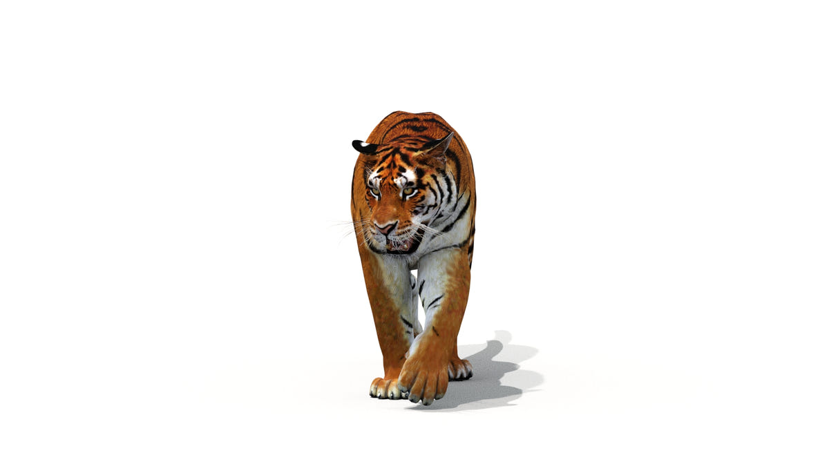 Animated Tiger 3D Model - Game-Ready | Low-Poly - 360 Degree View