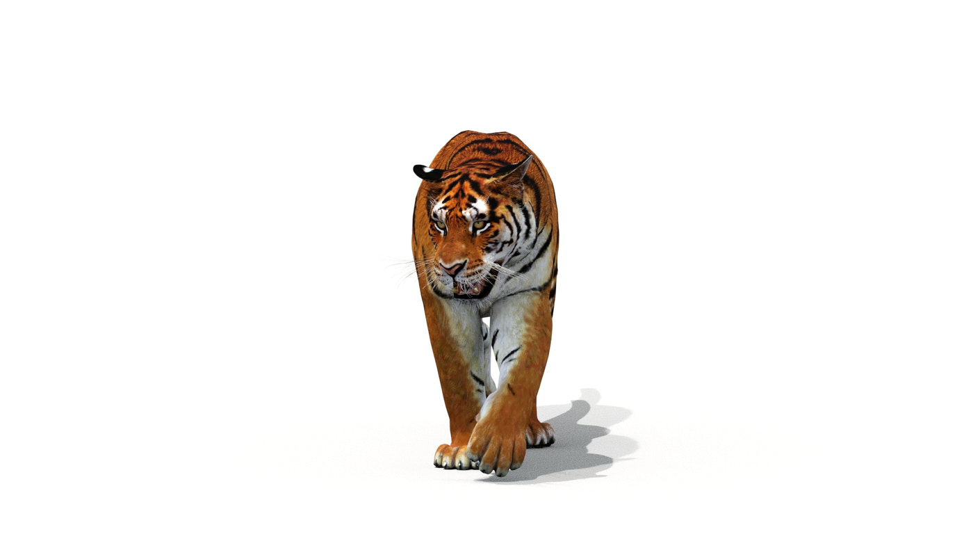 Tiger 3D Model Animated - 360 Degree View