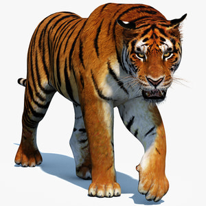 Animated Tiger 3D Model for Download Thumbnail