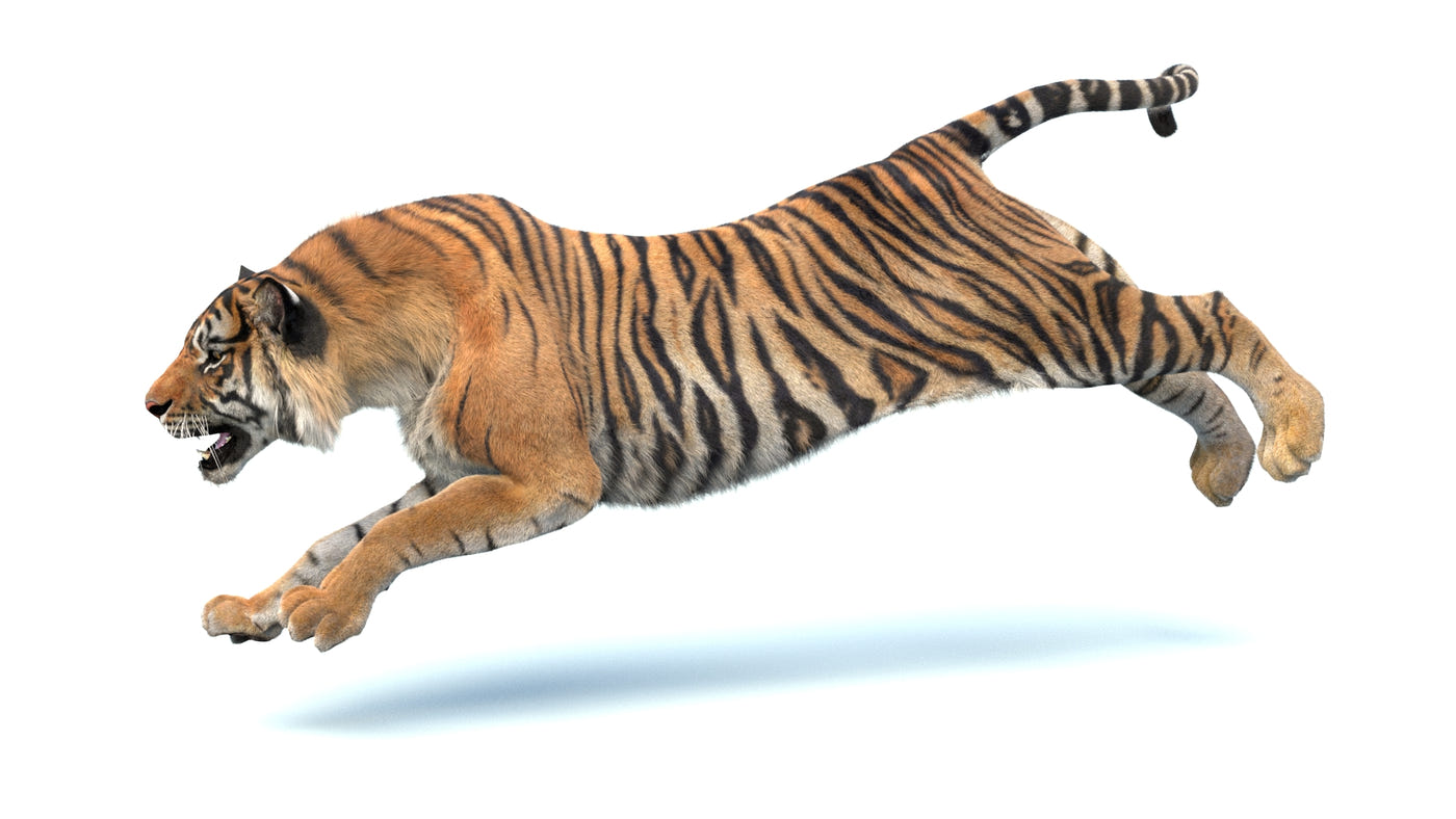 Animated Big Cat 3D Model - Lion, Tiger, Leopard, and cheetah - Hair and Fur | Bundle - 360 Degree View