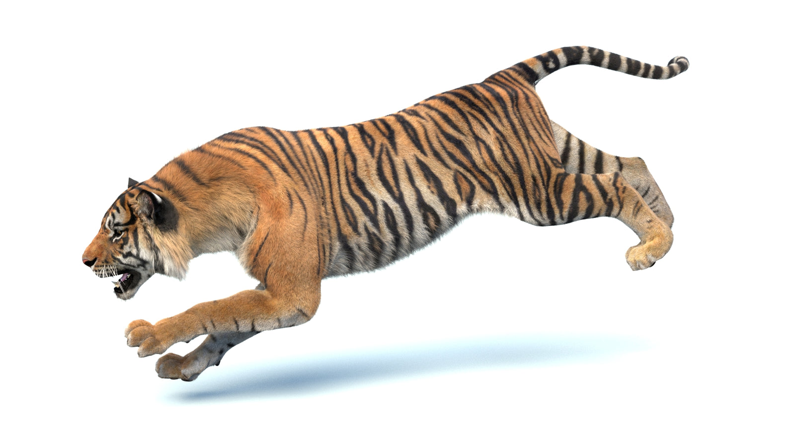 Animated Sumatran Tiger 3D Model Fur 360° view 4 frame 3