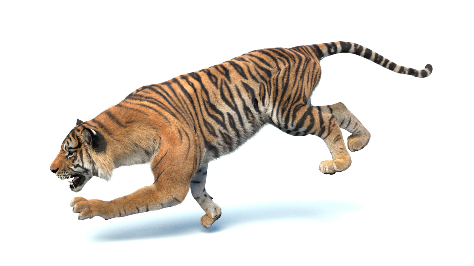 Animated Sumatran Tiger 3D Model Fur 360° view 4 frame 5