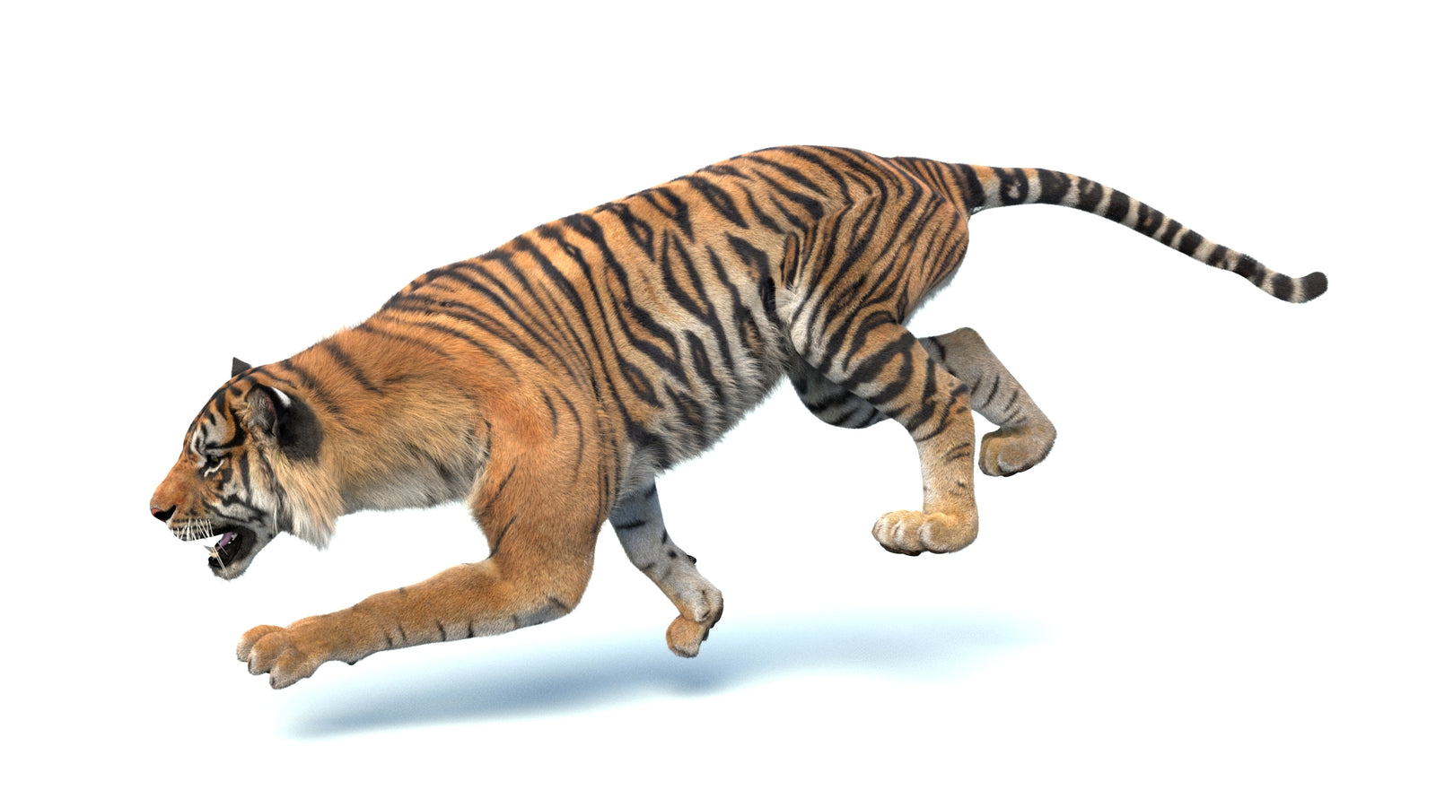 Animated Sumatran Tiger 3D Model Fur 360° view 4 frame 6