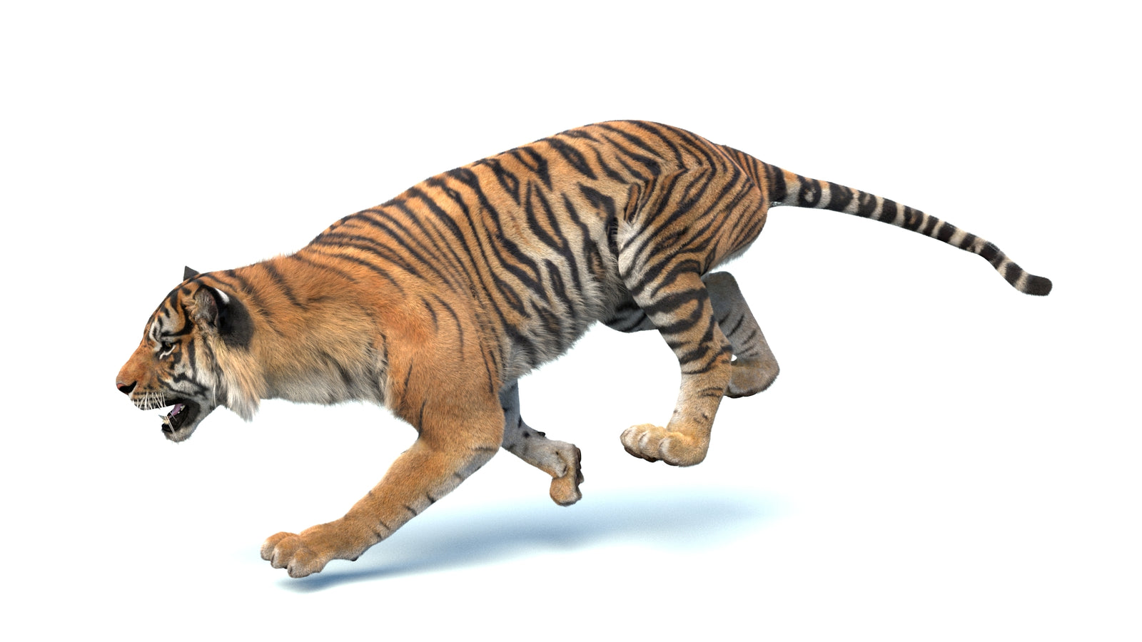 Animated Sumatran Tiger 3D Model Fur 360° view 4 frame 7