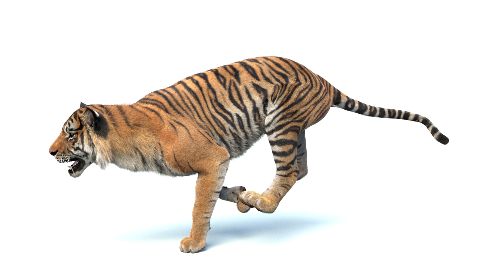 Animated Sumatran Tiger 3D Model Fur 360° view 4 frame 8