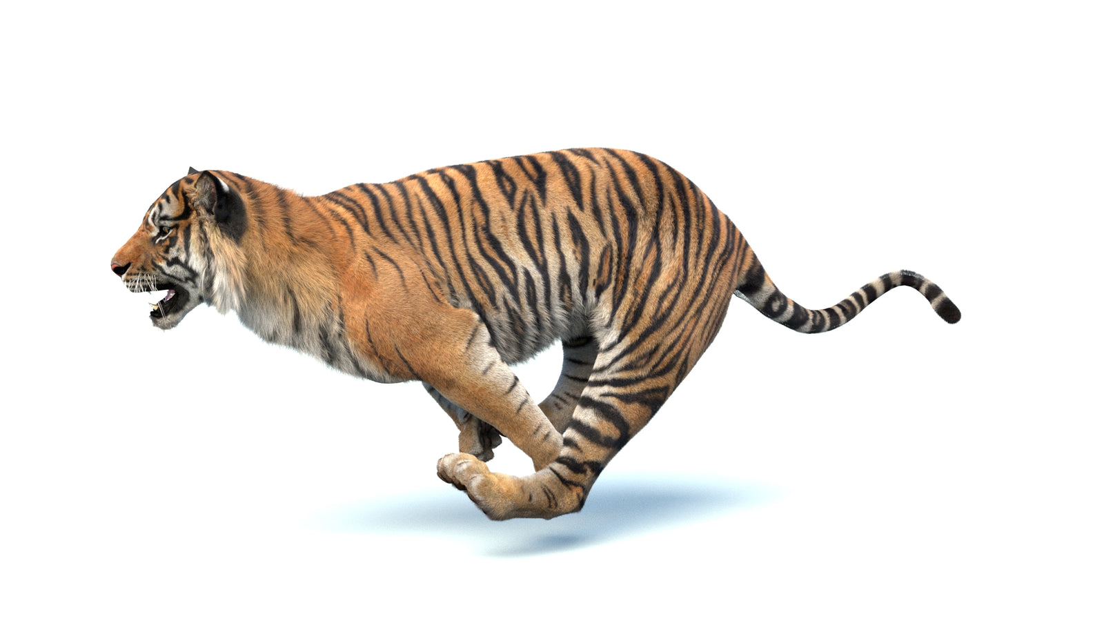 Animated Sumatran Tiger 3D Model Fur 360° view 4 frame 10