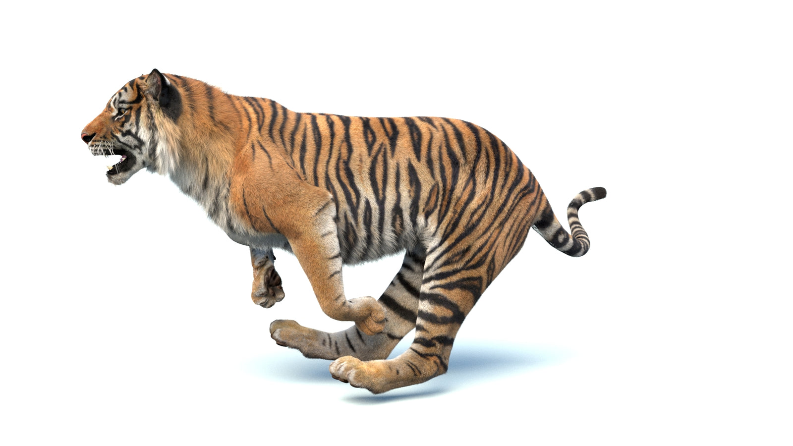 Animated Sumatran Tiger 3D Model Fur 360° view 4 frame 13