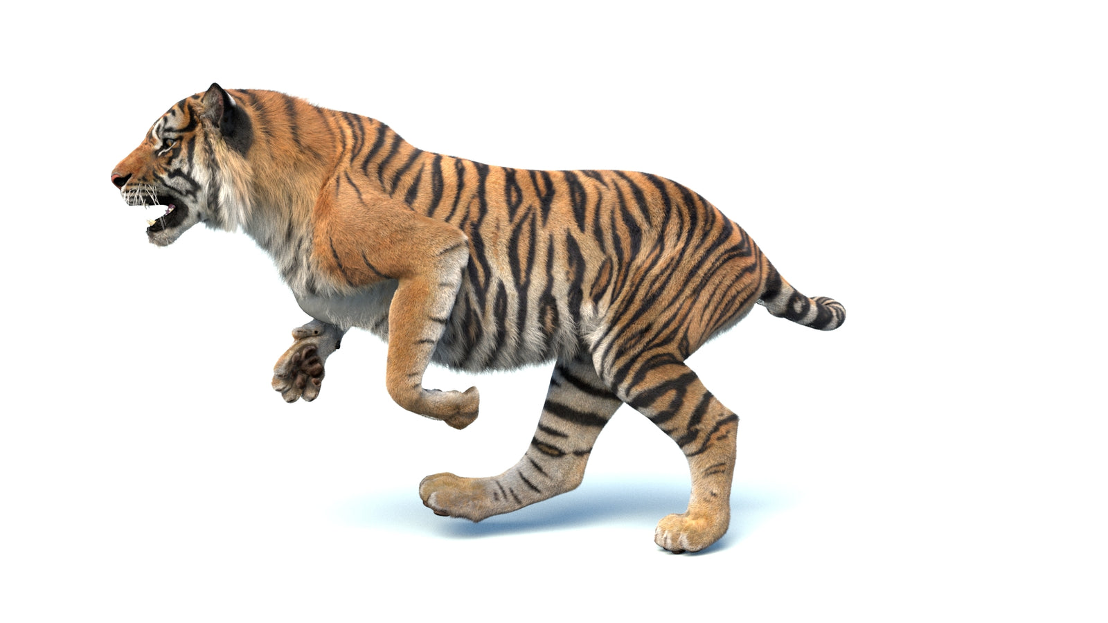 Animated Sumatran Tiger 3D Model Fur 360° view 4 frame 15