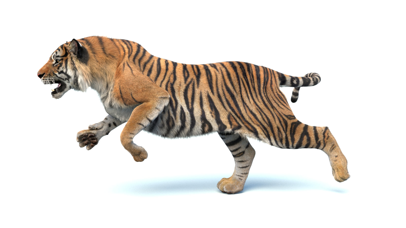 Animated Sumatran Tiger 3D Model Fur 360° view 4 frame 17