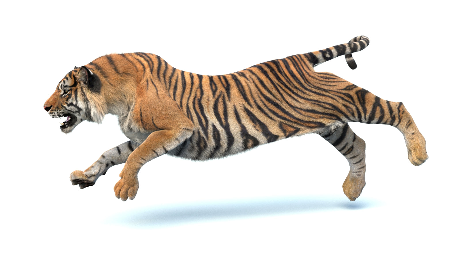 Animated Sumatran Tiger 3D Model Fur 360° view 4 frame 19